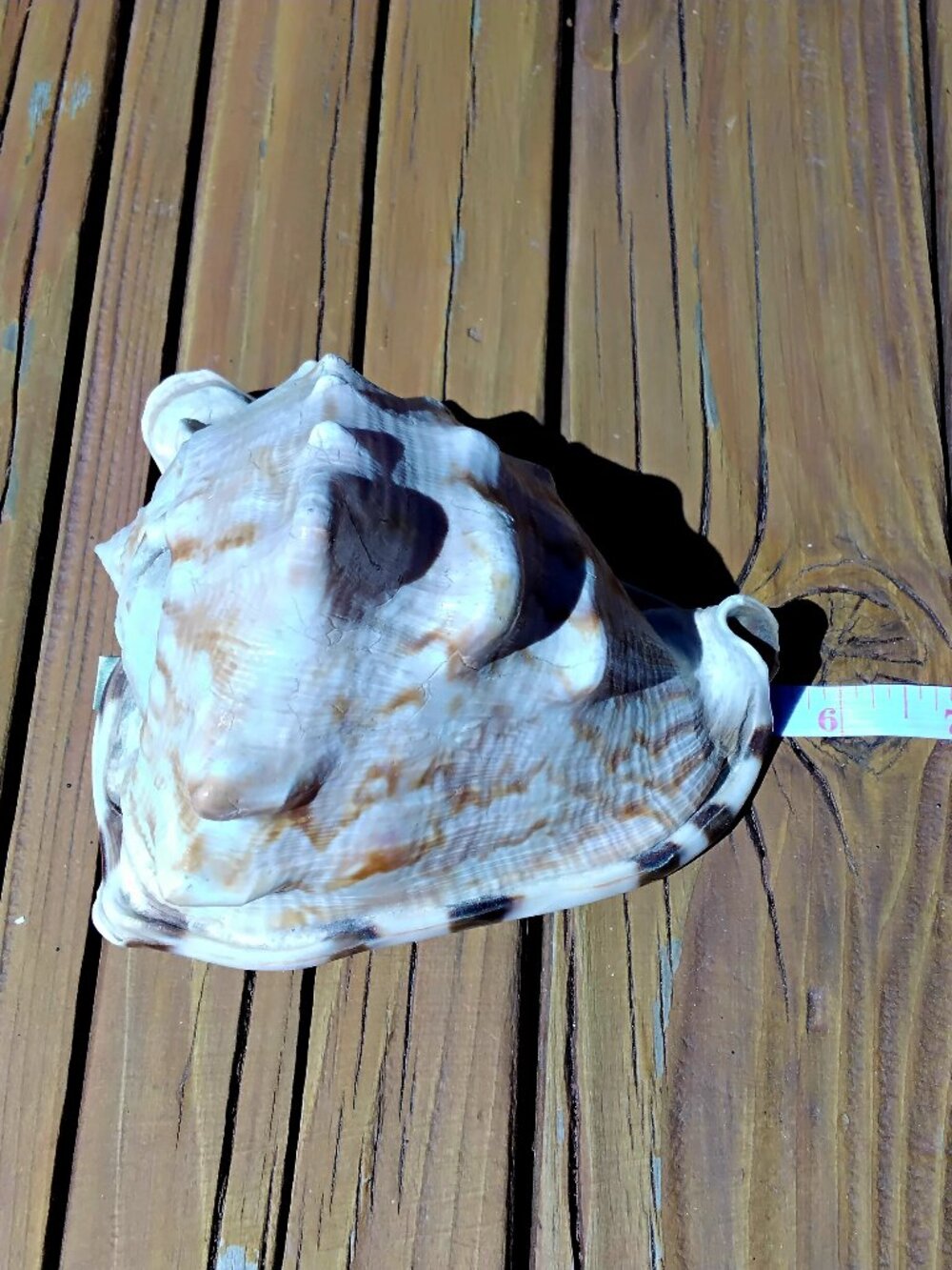 Horned King Helmet Conch Sea Shell Coastal Decor. Chassis Tuberosa